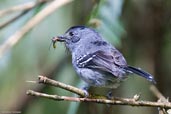 Male Variable Antshrike, Teresópolis, Rio de Janeiro, Brazil, November 2008 - click for larger image