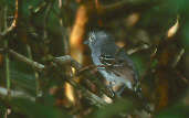 Male Variable Antshrike, Volta Velha, Santa Catarina, Brazil, July 2001 - click for larger image