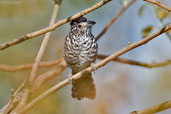 Male Caatinga Antshrike, Chapada de Araripe, Ceará, Brazil, October 2008 - click for a larger image