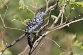 Male Caatinga Antshrike, Chapada de Araripe, Ceará, Brazil, October 2008 - click for a larger image