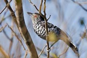 Male Caatinga Antshrike, Chapada de Araripe, Ceará, Brazil, October 2008 - click for a larger image