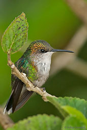 Female Crowned Woodnymph, Santa Marta Mountains, Magdalena, Colombia, April 2012 - click for larger image