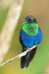 Male Crowned Woodnymph, Santa Marta Mountains, Magdalena, Colombia, April 2012 - click for larger image