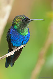 Male Crowned Woodnymph, Santa Marta Mountains, Magdalena, Colombia, April 2012 - click for larger image