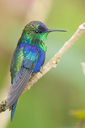 Male Crowned Woodnymph, Santa Marta Mountains, Magdalena, Colombia, April 2012 - click for larger image