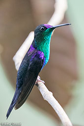 Crowned Woodnymph, Pico Bonito, Honduras, March 2015 - click for larger image