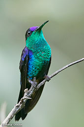 Crowned Woodnymph, Pico Bonito, Honduras, March 2015 - click for larger image