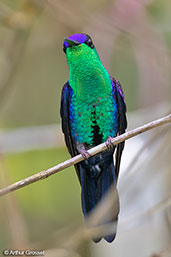 Crowned Woodnymph, Rio Santiago, Honduras, March 2015 - click for larger image