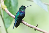 Crowned Woodnymph, Septimo Paraiso, Mindo, Ecuador, November 2019 - click for larger image