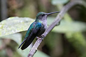 Crowned Woodnymph, Septimo Paraiso, Mindo, Ecuador, November 2019 - click for larger image