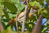 Female Barred Antshrike, Aguas de São Pedro, São Paulo, Brazil, November 2008 - click for a larger image