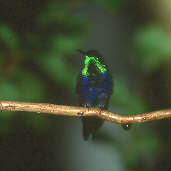 Male Fork-tailed Woodnymph, Iracema Falls, Amazonas, Brazil, July 2001 - click for larger image