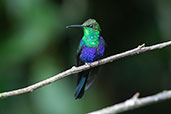 Fork-tailed Woodnymph, Alto Nieva, San Martin, Peru, October 2018 - click for larger image