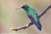 Male Violet-capped Woodnymph, Ubatuba, São Paulo, Brazil, November 2006 - click for larger image