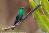 Male Violet-capped Woodnymph, Ubatuba, São Paulo, Brazil, November 2006 - click for larger image