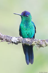 Male Violet-capped Woodnymph, Serra Bonita, Camacan, Bahia, Brazil, November 2008 - click for larger image