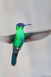 Male Violet-capped Woodnymph, Serra Bonita, Camacan, Bahia, Brazil, November 2008 - click for larger image