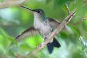 Female Violet-capped Woodnymph, Chapada Diamantina, Bahia, Brazil, March 2004 - click for larger image