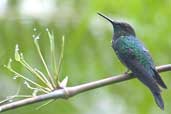 Male Violet-capped Woodnymph, Intervales, São Paulo, Brazil, April 2004 - click for larger image