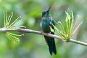 Male Violet-capped Woodnymph, Intervales, São Paulo, Brazil, April 2004 - click for larger image