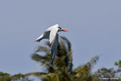 Royal Tern, Roatan, Honduras, March 2015 - click for larger image