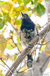 Black-backed Antshrike, Minca, Magdalena, Colombia, April 2012 - click for larger image