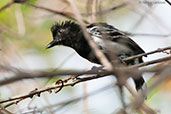 Black-backed Antshrike, Minca, Magdalena, Colombia, April 2012 - click for larger image