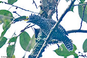 Bar-crested Antshrike, Montezuma, Risaralda, Colombia, April 2012 - click for larger image