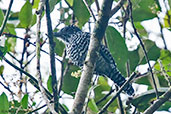 Bar-crested Antshrike, Montezuma, Risaralda, Colombia, April 2012 - click for larger image