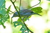 Mouse-coloured Antshrike, São Gabriel da Cachoeira, Amazonas, Brazil, August 2004 - click for larger image