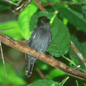 Male Blackish-grey Antshrike, Anavilhanas, Amazonas, Brazil, July 2001 - click for larger image