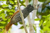 Male Chestnut-backed Antshrike, Porto Seguro, Bahia, Brazil, November 2008 - click for larger image