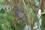 Female Chestnut-backed Antshrike, Camacã, Bahia, Brazil, March 2004 - click for larger image