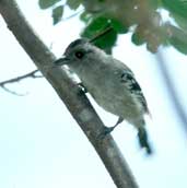 Male Planalto Slaty-Antshrike, Perua&ccedil;u, Minas Gerais, Brazil, February 2002 - click for larger image