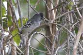 Male Planalto Slaty-Antshrike, Chapada Diamantina, Bahia, Brazil, July 2002 - click for larger image