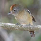 Female Planalto Slaty-Antshrike, Chapada Diamantina, Bahia, Brazil, July 2002 - click for larger image