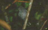 Male Guianan Slaty-Antshrike, Roraima, Brazil, July 2001 - click for larger image
