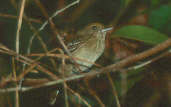 Female Guianan Slaty-Antshrike, Roraima, Brazil, July 2001 - click for larger image