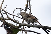 Female Northern Slaty Antshrike, Quebrada Upaquihua, San Martin, Peru, October 2018 - click for larger image