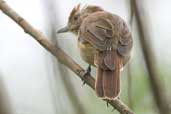 Female Rufous-capped Antshrike, Intervales, São Paulo, Brazil, April 2004 - click for larger image