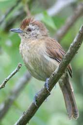 Female Rufous-capped Antshrike, Intervales, São Paulo, Brazil, April 2004 - click for larger image