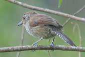 Male Rufous-capped Antshrike, Intervales, São Paulo, Brazil, April 2004 - click for larger image