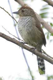 Male Rufous-capped Antshrike, Intervales, São Paulo, Brazil, April 2004 - click for larger image