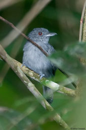 Male  Plain-winged Antshrike, Borba, Amazonas, Brazil, August 2004 - click for larger image