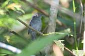 Male  Plain-winged Antshrike, Borba, Amazonas, Brazil, August 2004 - click for larger image