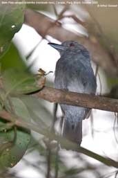 Male  Plain-winged Antshrike, Carajás, Pará, Brazil, October 2005 - click for larger image