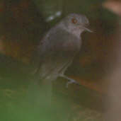 Male  Plain-winged Antshrike, Amazonia National Park, Pará, Brazil, Sept 2000 - click for larger image