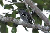 Male Natterer's Slaty Antshrike, Comodoro, Mato Grosso, Brazil, April 2003 - click for larger image