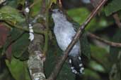 Male Natterer's Slaty Antshrike, Comodoro, Mato Grosso, Brazil, April 2003 - click for larger image