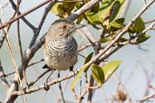 Male Rufous-winged Antshrike, Mucugê, Bahia, Brazil, October 2008 - click for larger image